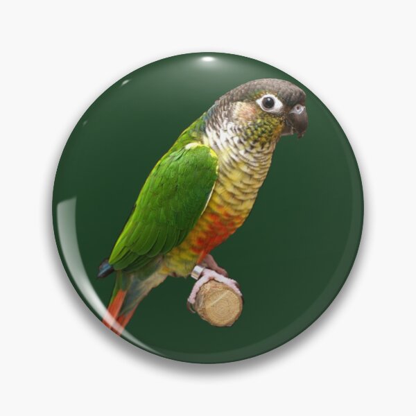 Item preview, Green-Cheeked Conure designed and sold by kyra0nicole.
