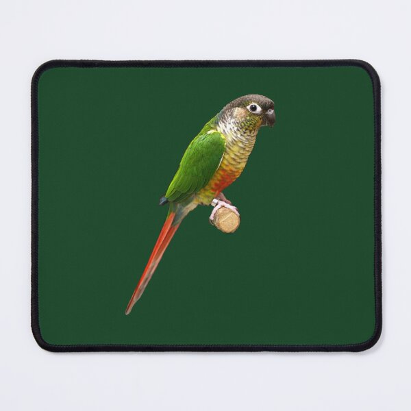 Item preview, Green-Cheeked Conure designed and sold by kyra0nicole.