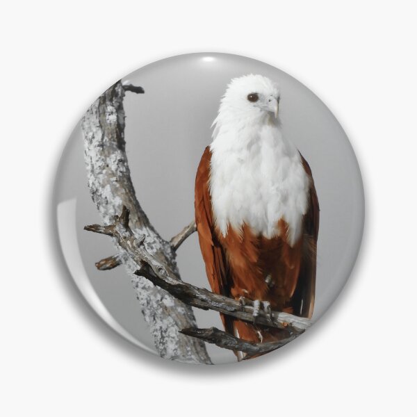 Item preview, Brahminy Kite looking over Dundowran Beach  designed and sold by Mark Grimsley.