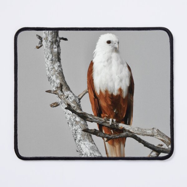 Item preview, Brahminy Kite looking over Dundowran Beach designed and sold by Mark Grimsley.
