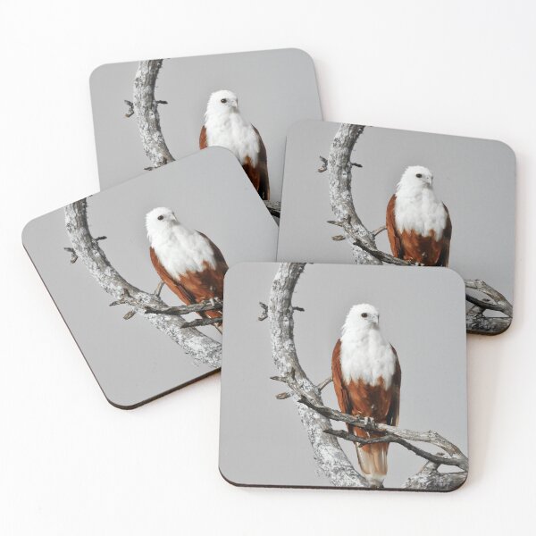 Item preview, Brahminy Kite looking over Dundowran Beach  designed and sold by Mark Grimsley.