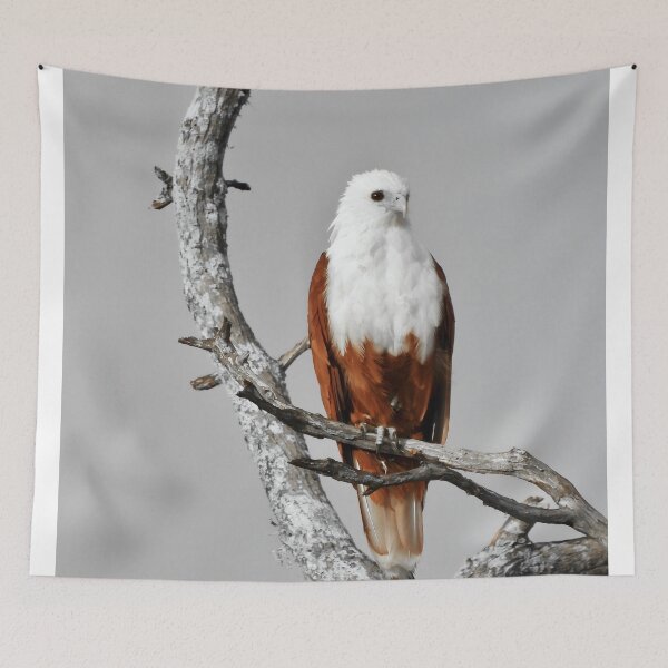 Item preview, Brahminy Kite looking over Dundowran Beach  designed and sold by Mark Grimsley.
