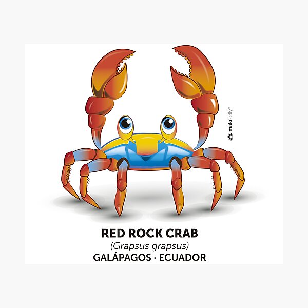 Red Rock Crab Photographic Print