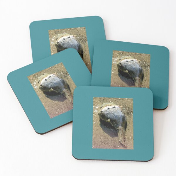 Item preview, Live conk shell at Florida beach designed and sold by OMNIPOTENTNECRO.