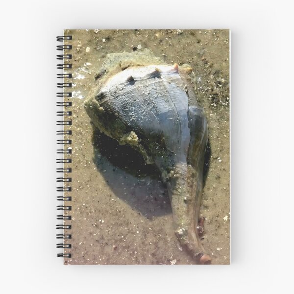 Item preview, Live conk shell at Florida beach designed and sold by OMNIPOTENTNECRO.