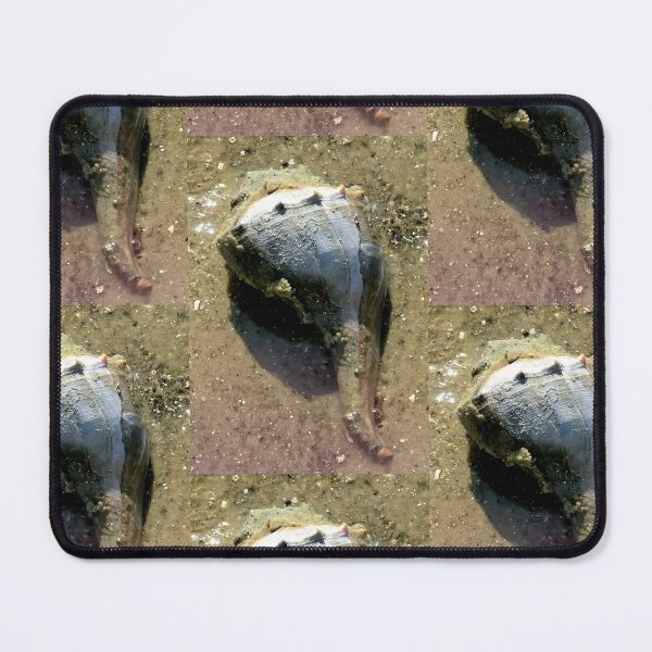 Item preview, Live conk shell at Florida beach designed and sold by OMNIPOTENTNECRO.