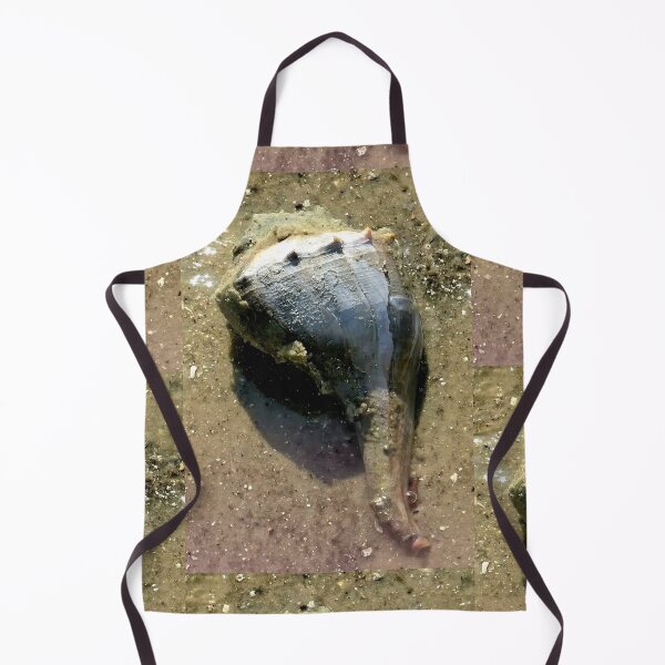 Item preview, Live conk shell at Florida beach designed and sold by OMNIPOTENTNECRO.