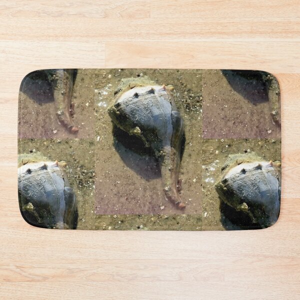 Item preview, Live conk shell at Florida beach designed and sold by OMNIPOTENTNECRO.