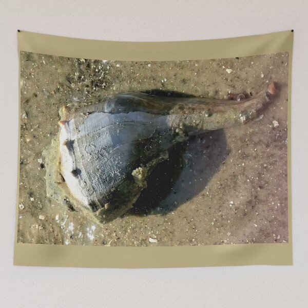 Item preview, Live conk shell at Florida beach designed and sold by OMNIPOTENTNECRO.