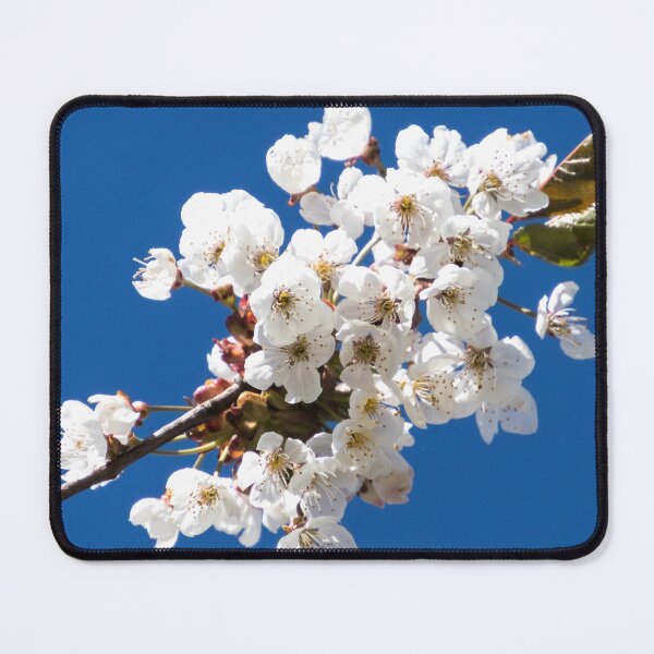 Item preview, White cherry blossoms in spring – flowering branch against a blue sky | Nature photography designed and sold by Katja LebenFreude.