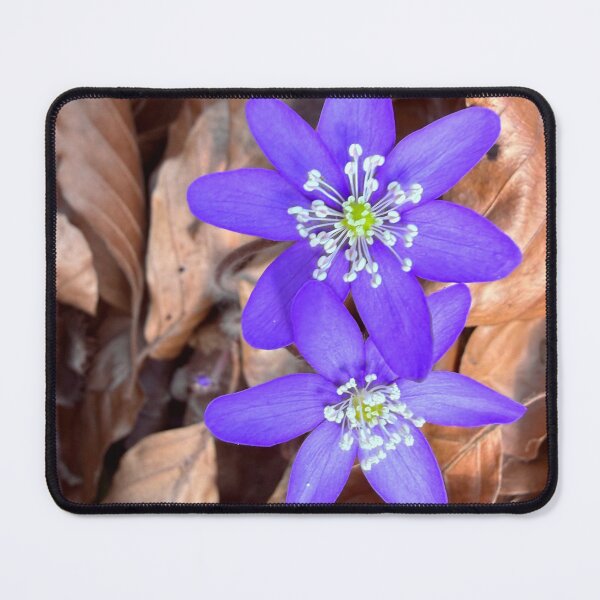 Item preview, Harbingers of spring in the forest – The delicate hepatica designed and sold by Eric Nagel.
