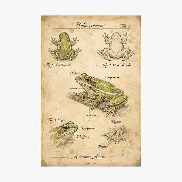 Item preview, Vintage Green Tree Frog Anatomy Poster - Archival Frog Art Print designed and sold by Jeeklsdotcom.