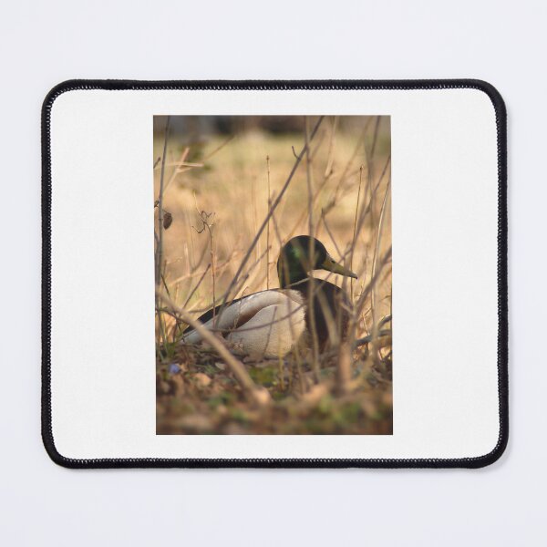 Item preview, Mallard Duck in the Reeds designed and sold by Sarah – Fine Art & Photography.