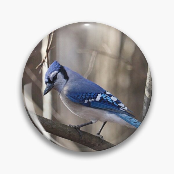 Item preview, Bluejay designed and sold by Autumnpics.