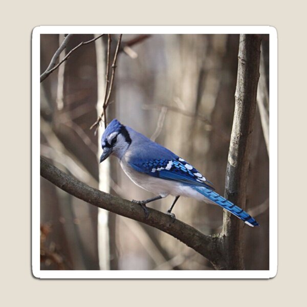 Item preview, Bluejay designed and sold by Autumnpics.