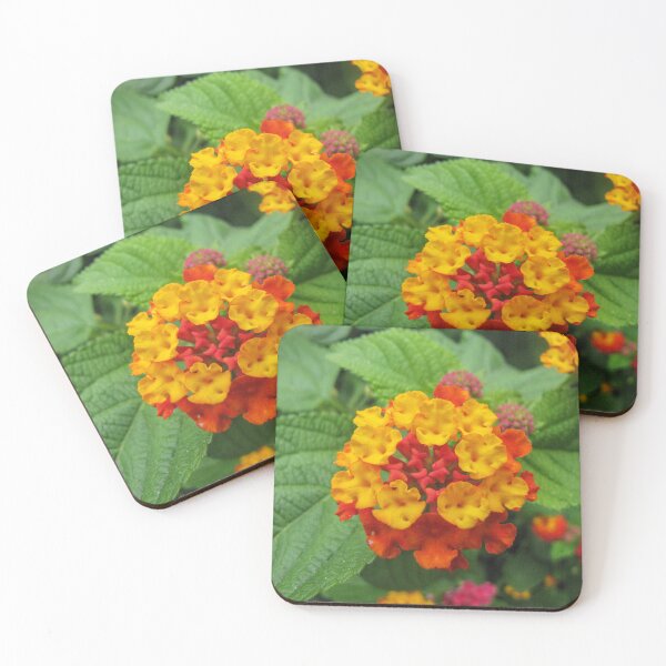 Item preview, Lantana Flower Cluster In Vibrant Yellow And Orange Blooms On Green Garden Foliage designed and sold by Nmallia.
