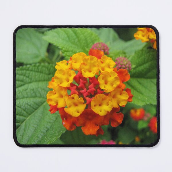Item preview, Lantana Flower Cluster In Vibrant Yellow And Orange Blooms On Green Garden Foliage designed and sold by Nmallia.