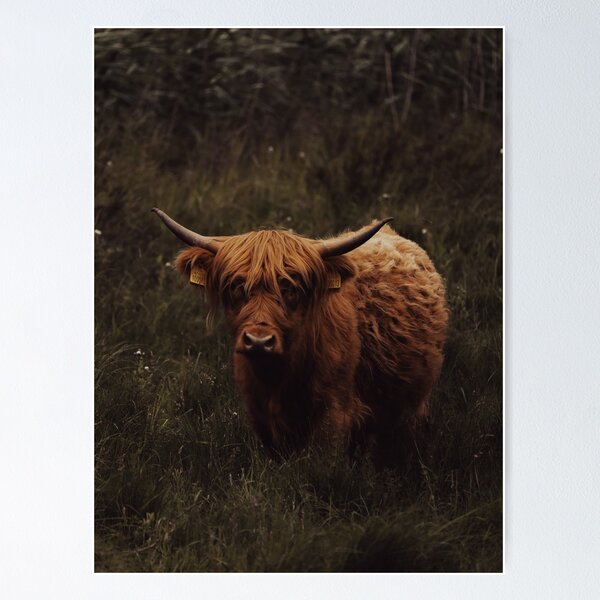 Item preview, Higland Cow (100013) designed and sold by Grant's Visuals.