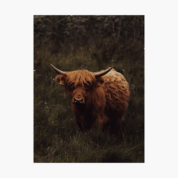 Item preview, Vaca de las tierras altas (100013) designed and sold by Grant's Visuals.