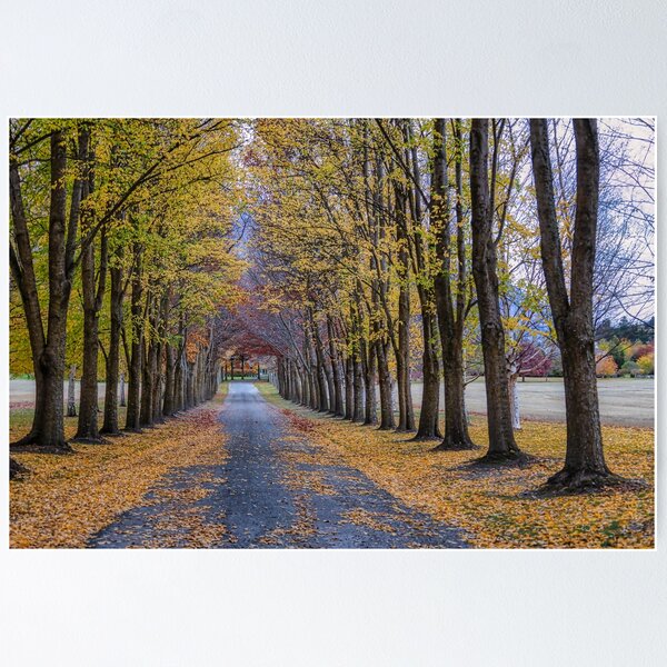 Item preview, TreeLined designed and sold by Lynn Snow Images.