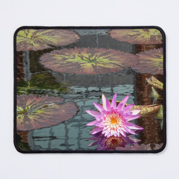 Item preview, Single violet lily on lily pond  designed and sold by Moments Like These by Chris.