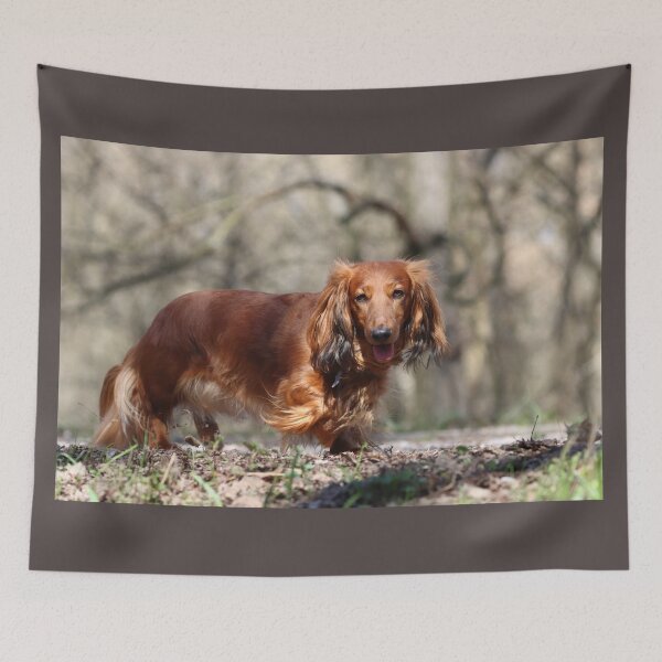 Item preview, Long haired dachshund designed and sold by ART-SUNRISE.