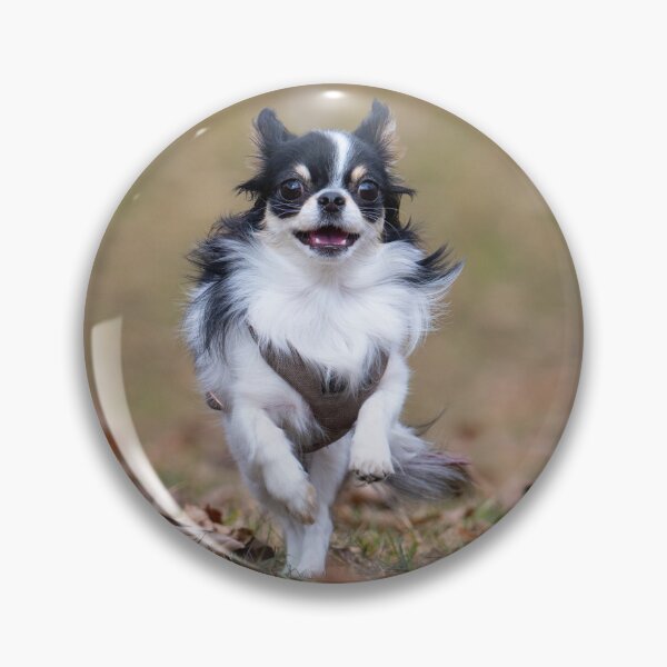 Item preview, A small Chihuahua runs through the park in spring designed and sold by ART-SUNRISE.
