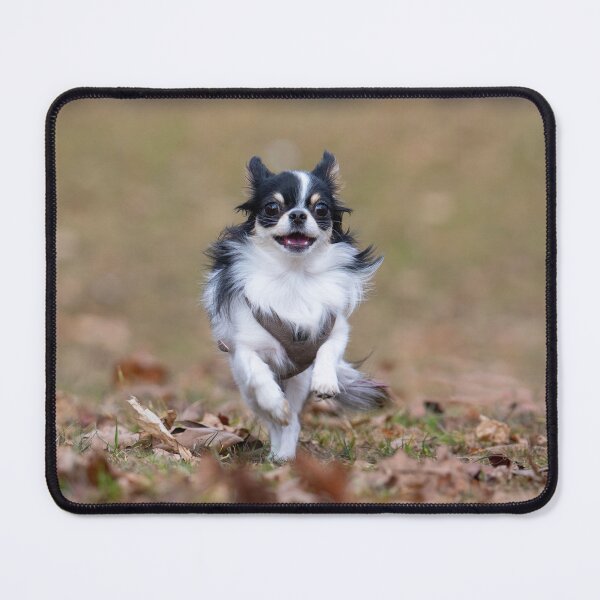 Item preview, A small Chihuahua runs through the park in spring designed and sold by ART-SUNRISE.
