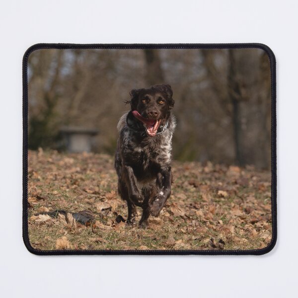 Item preview, Brown Roan Small Munsterlander Dog Walking  in a Sunlit Field designed and sold by ART-SUNRISE.