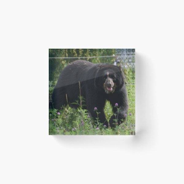 Item preview, Andean Bear designed and sold by Kim Pruim.