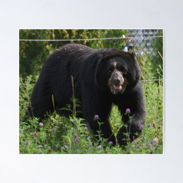 Item preview, Andean Bear designed and sold by Kim Pruim.