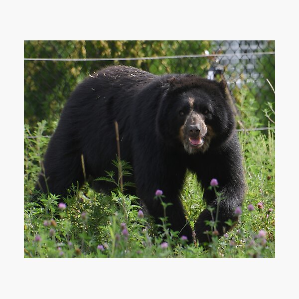 Item preview, Andean Bear designed and sold by Kim Pruim.