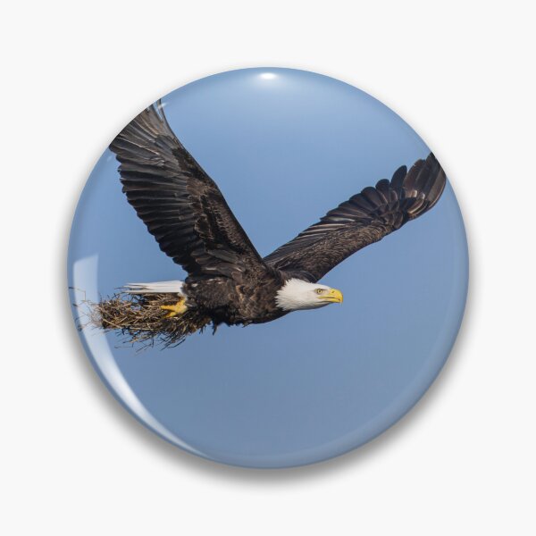 Item preview, Bald Eagle bring nesting material to the nest 2-26-2026 designed and sold by Thomasyoung.