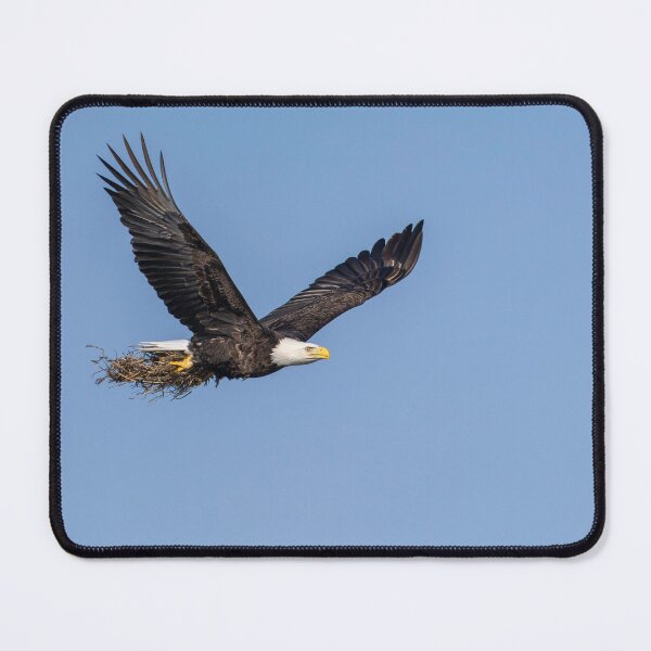 Item preview, Bald Eagle bring nesting material to the nest 2-26-2026 designed and sold by Thomasyoung.