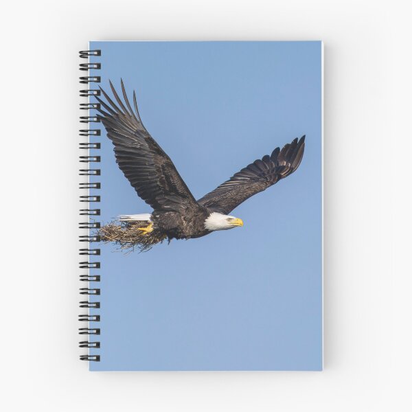 Item preview, Bald Eagle bring nesting material to the nest 2-26-2026 designed and sold by Thomasyoung.