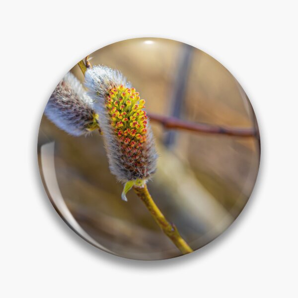 Item preview, Close-up of Pussy Willow Branch designed and sold by Veikko  Suikkanen.