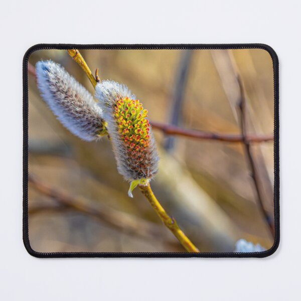 Item preview, Close-up of Pussy Willow Branch designed and sold by Veikko  Suikkanen.
