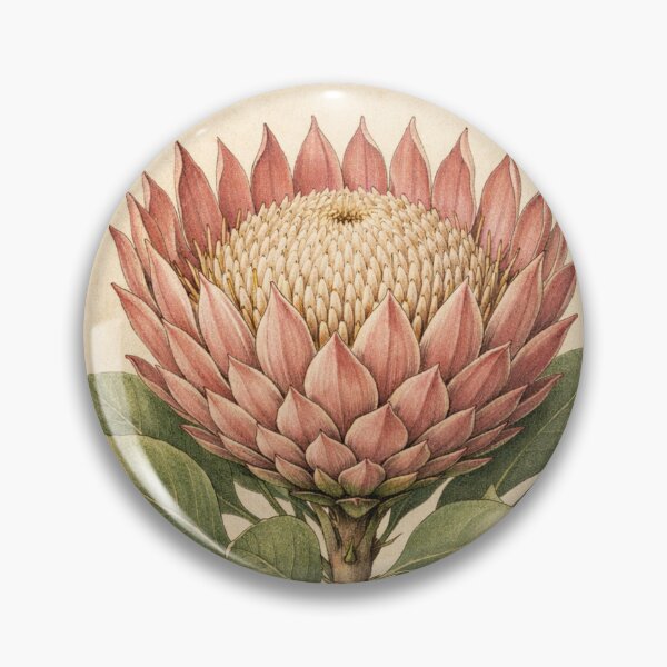 Item preview, Vintage King Protea Botanical Illustration - Protea Cynaroides Antique Botanical Print designed and sold by Darlin8888.