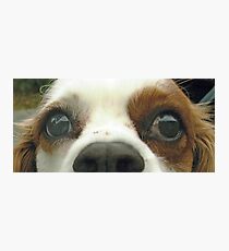 Duffy eyes Photographic Print