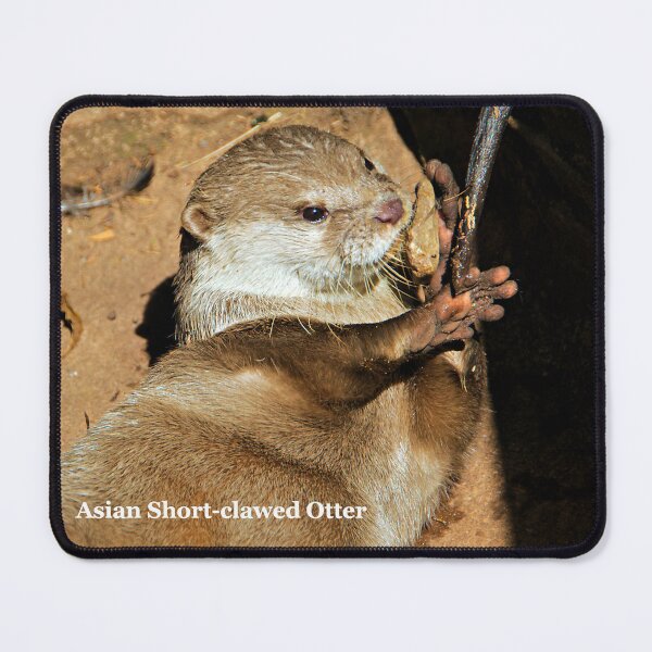 Item preview, Asian Short-clawed Otter,Tropiquaria, Somerset designed and sold by RJKYTE1970.