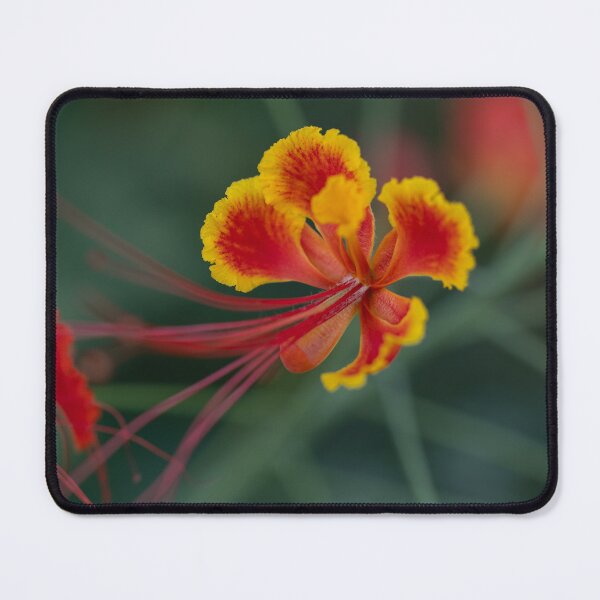 Item preview, Tropical Flame - Pride of Barbados Floral Macro Art designed and sold by AbulailArt.