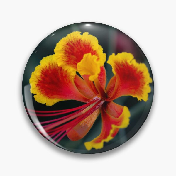 Item preview, Exotic Pride of Barbados - Vibrant Tropical Flower Macro Photography designed and sold by AbulailArt.