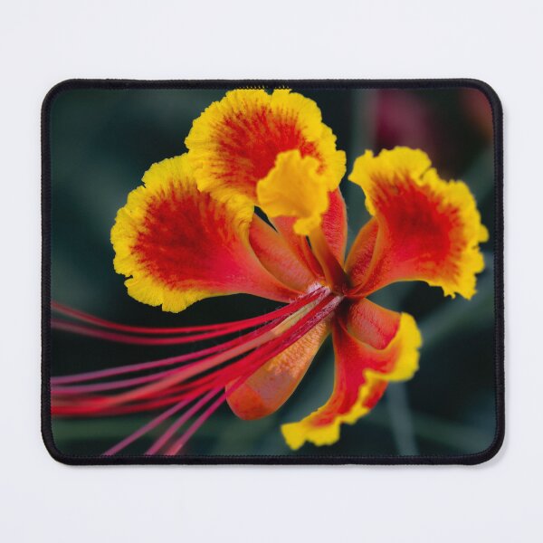 Item preview, Exotic Pride of Barbados - Vibrant Tropical Flower Macro Photography designed and sold by AbulailArt.