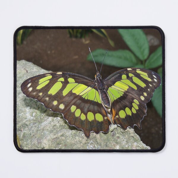 Item preview, Malachite Butterfly - Wings Open designed and sold by coribeth.