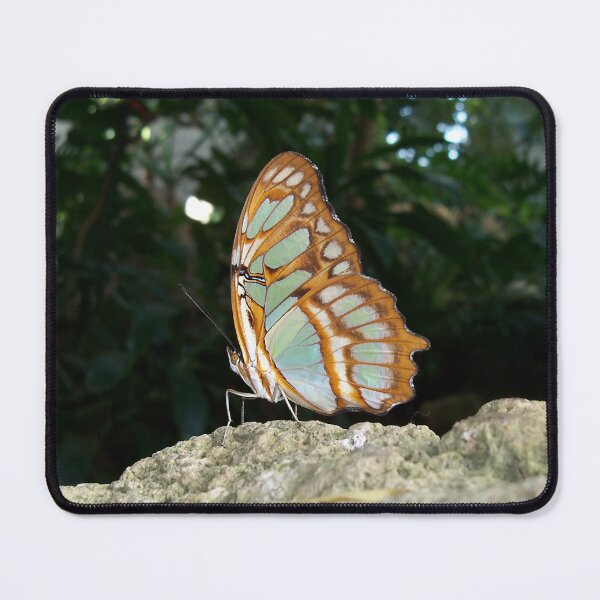 Item preview, Malachite Butterfly - Wings Closed designed and sold by coribeth.