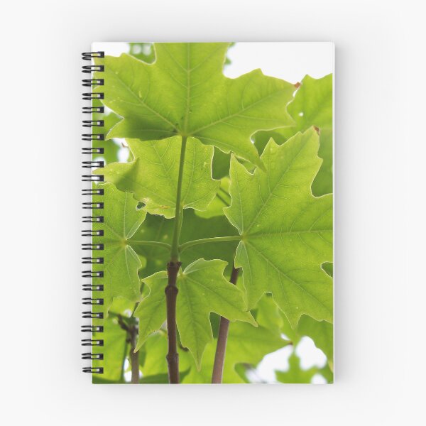 Item preview, Sugar Maple Leaves designed and sold by coribeth.