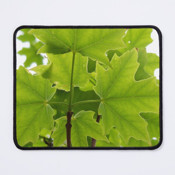 Item preview, Sugar Maple Leaves designed and sold by coribeth.
