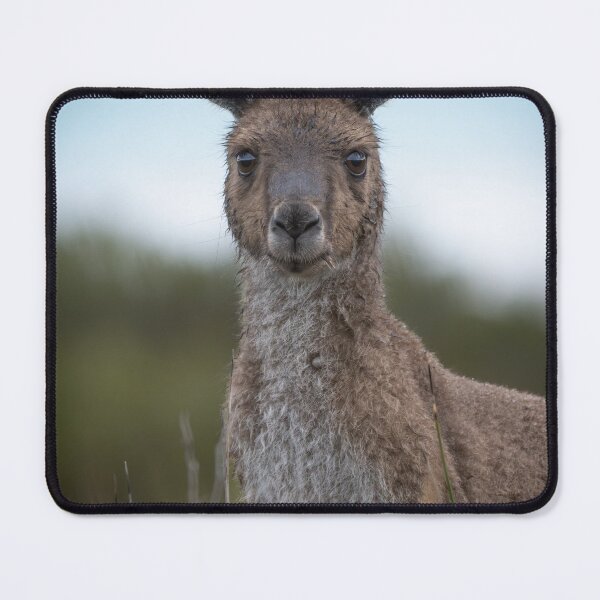 Item preview, Wild Kangaroo Portrait – Australian Wildlife Photography, Direct Eye Contact designed and sold by WildFrameNature.