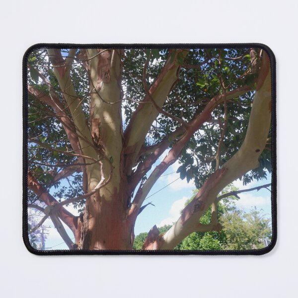 Item preview, Peeling Bark - Street Tree Nowra NSW designed and sold by Surverta.