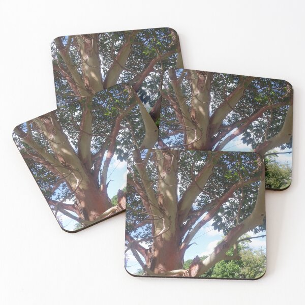 Item preview, Peeling Bark - Street Tree Nowra NSW designed and sold by Surverta.